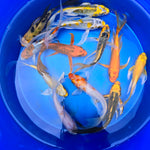 Assorted Butterfly Koi 5.00 inch
