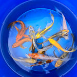 Assorted Butterfly Koi 5.00 inch