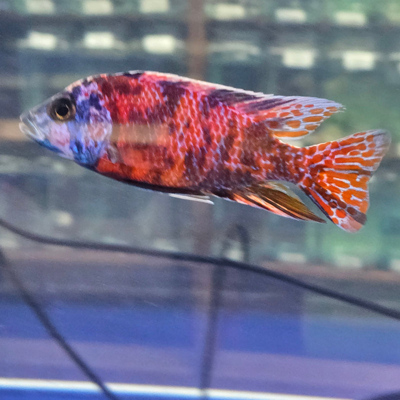 RED OB PEACOCK CICHLID 4.00 INCH MALE WYSIWYG (CHD-101)