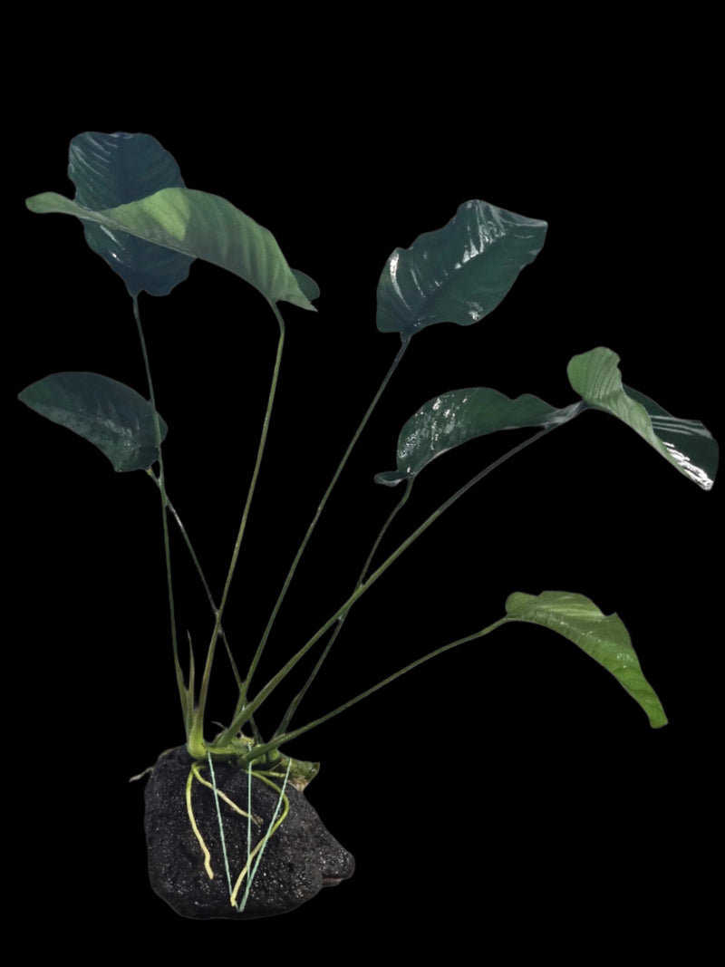 ANUBIAS BARTERI VAR BARTERI XL LOOSE