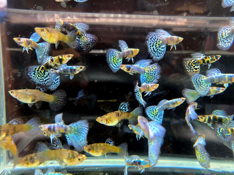 Guppy Male Cobra Red | Buy Guppy Fish Online in Coburg Aquarium Guppy Male Cobra Red | Buy Guppy Fish Online in Coburg Aquarium