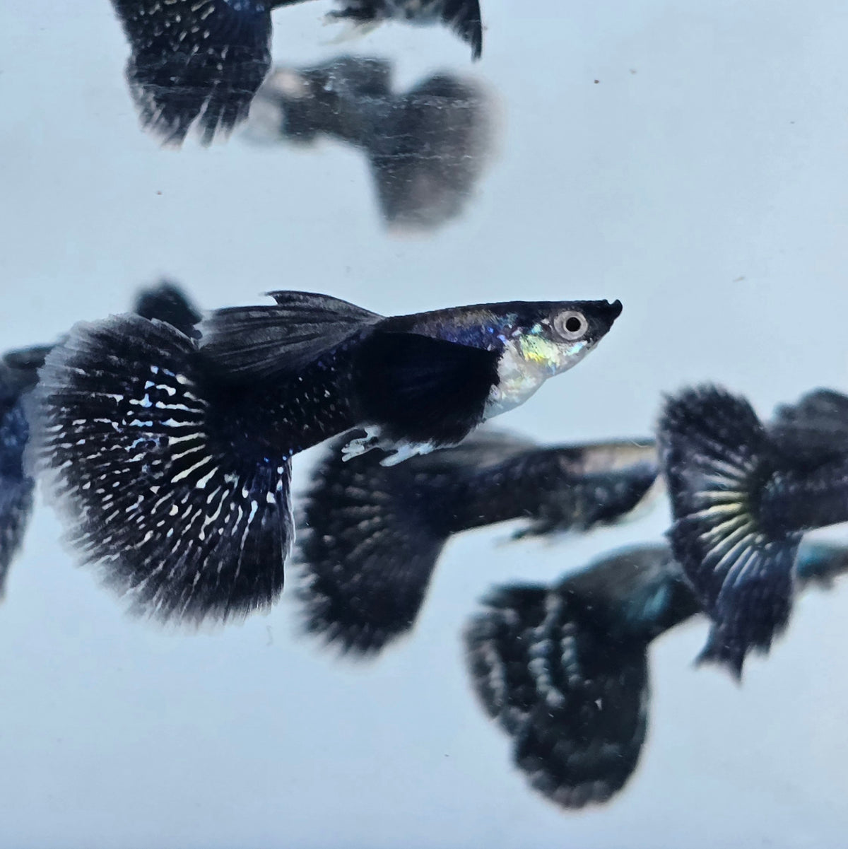 Live Fancy Guppy Fish Premium Quality Dumbo Ear Dark Platinum Purple (CGP-020)