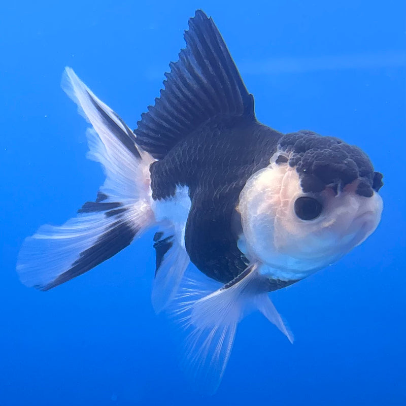 Thai Oranda Panda 2.5” Body Male(CK-1250)R3B08