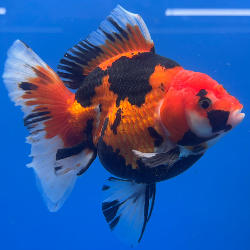 Thai Oranda JUMBO Apache 4” Body Male(QGF-CK-1324)BLUETUB1