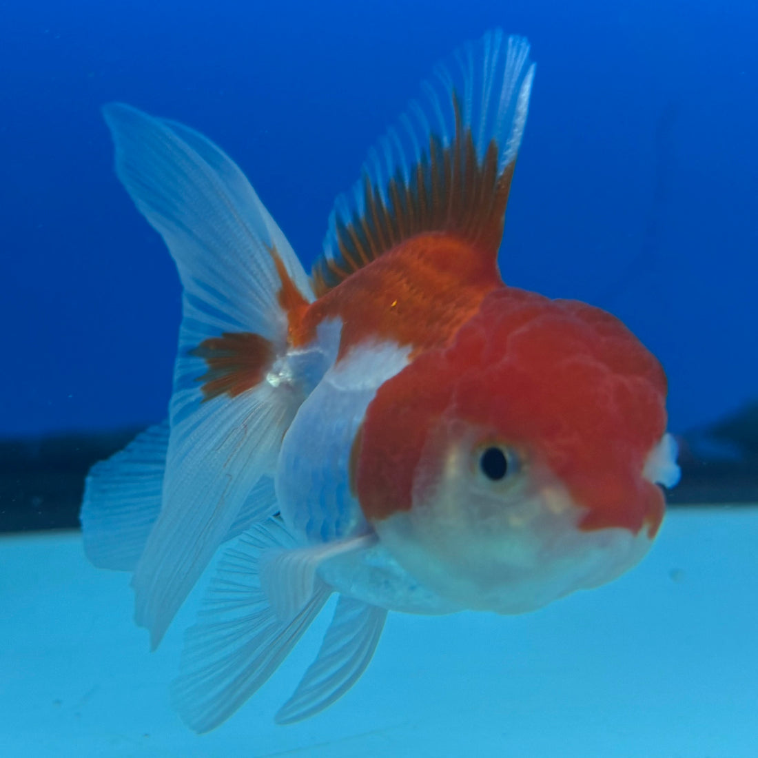 Thai Oranda Red/White 2" Female (CK-1562)R3A09