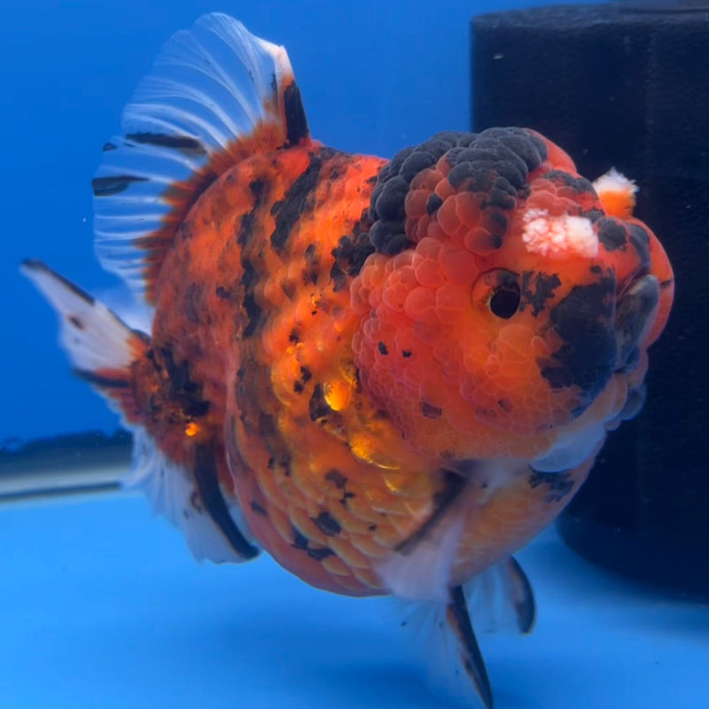 Thai Oranda JUMBO Red Calico Tiger 5” Body Male(CRP-CK-646)BLUETUB2