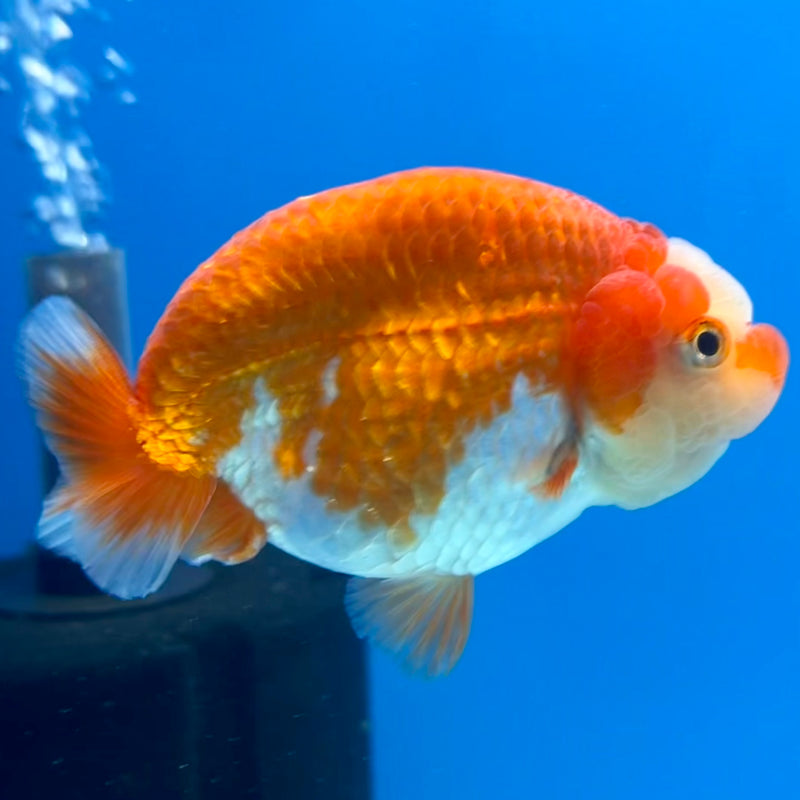 Thai Ranchu Red/White 3.5” Body Male(CK-1124)R1B05