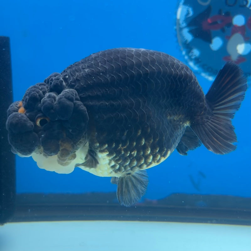 Thai Ranchu SPECIAL COLOR Apache 3.5” Body Male(CK-1136)R1A07