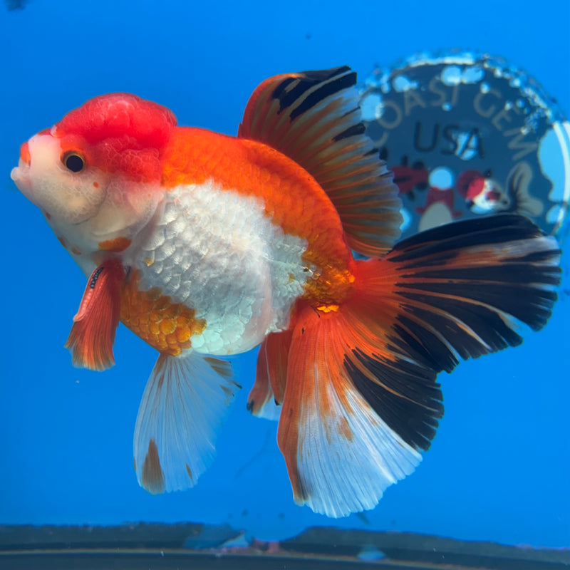 Thai Oranda Tri-Color 3.5” Body Male(QGF-CK-1090)SHOWTANK