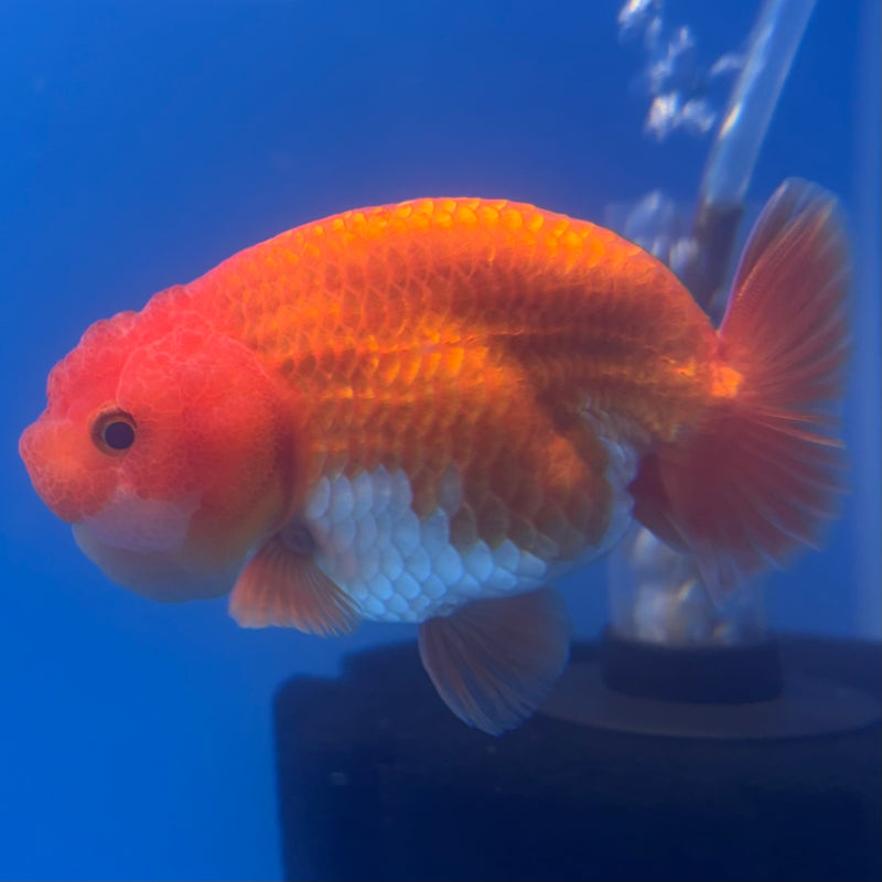 Thai Ranchu Red/White 3” Body Male(CK-827)R3A13
