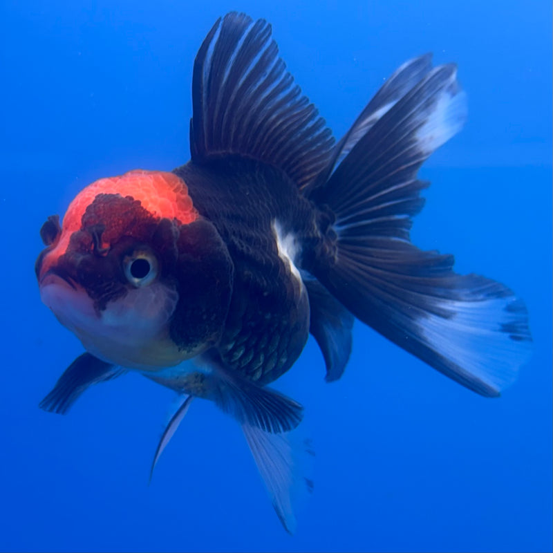 Thai Oranda Tri-Color 2.5” Body Female(CK-1251)R3B08