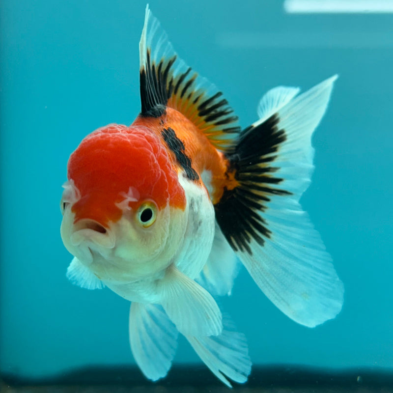 Thai Tri-Color Oranda 2.5”Body Female (JCD-086)R4B02