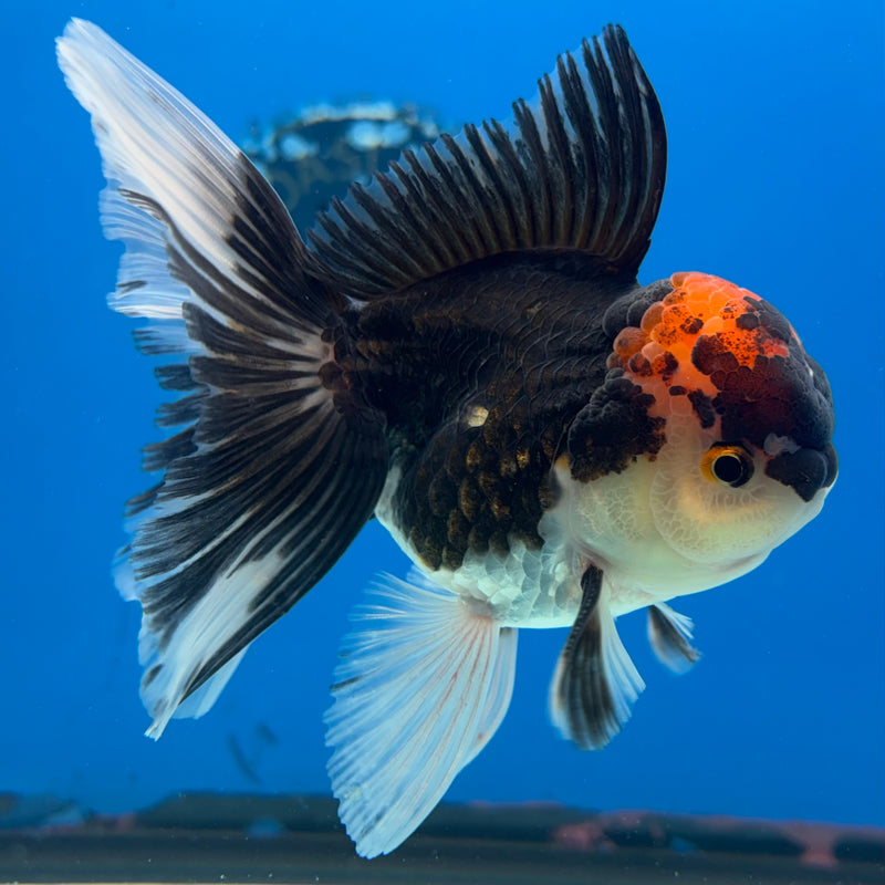 Thai Oranda Tri-Color 3” Body Male(QGF-CK-1077)SHOWTANK