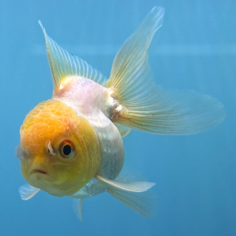 Thai White Lemon-Head Oranda 2“ Body Male (JCD-143)R4B14