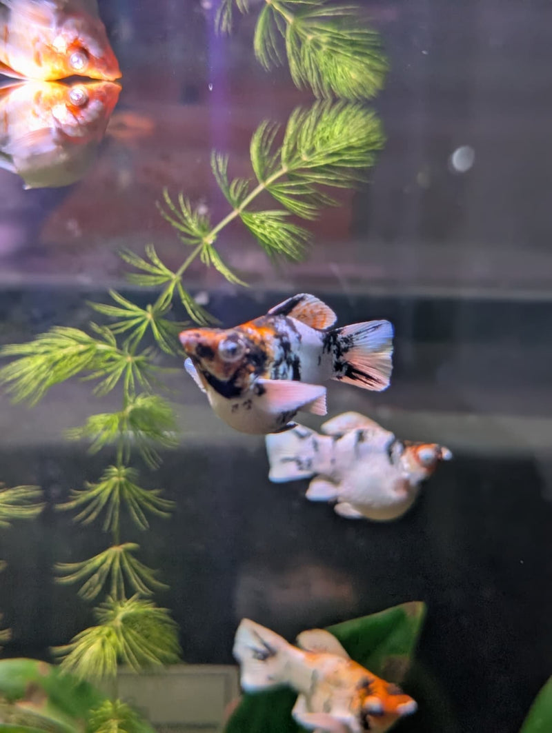 High Grade Red Head Balloon Molly (Poecilia sphenops)
