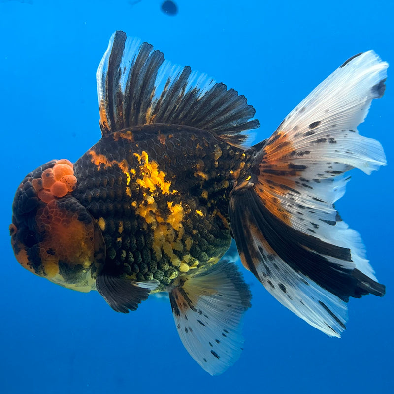 Thai Oranda Tiger Calico 3.5” Male(BIN-CK-1067)SHOWTANK2