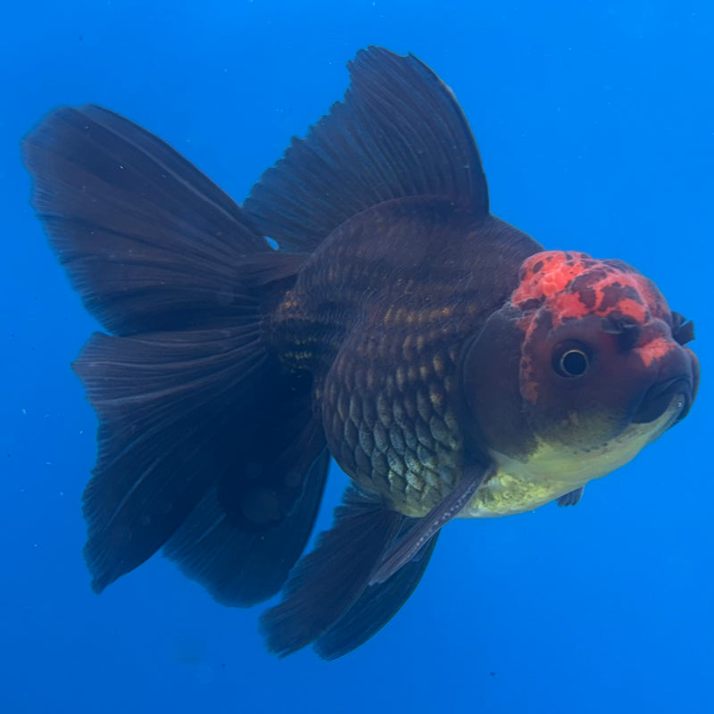 Thai Oranda Black Body Red Cap 3” Body Male(CK-1408)R1B09
