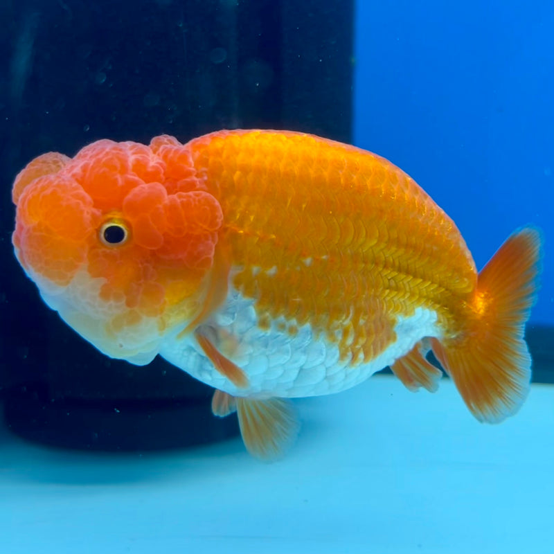 Thai Ranchu Red/White 3.5” Body Male(CK-1121)R1B05