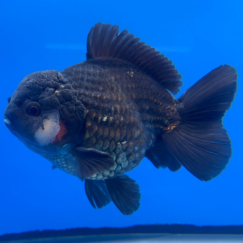Thai Oranda JUMBO Full Black/Tri-Color4” Body Male(QGF-CK-1342)BLUETUB1