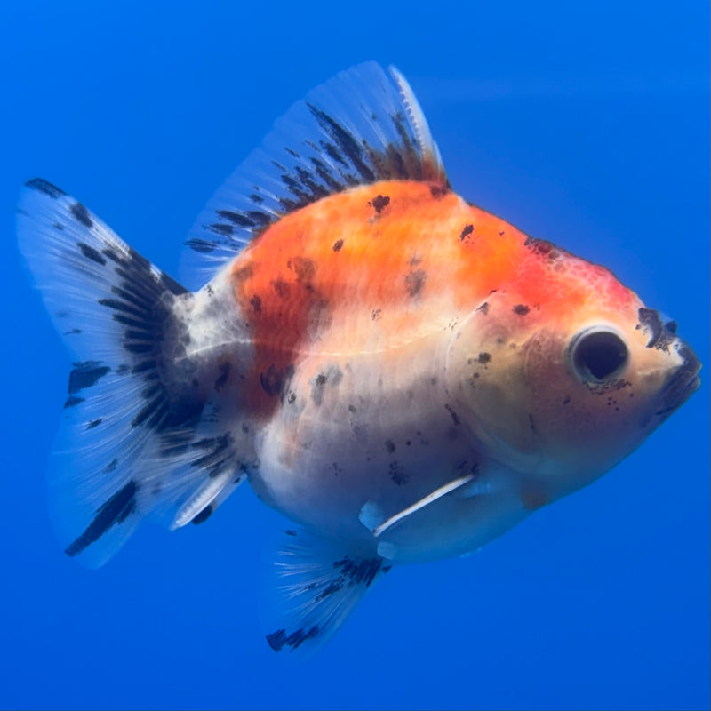 Thai Oranda SHOGUN 2.5” Body Male(CK-795)R1B04