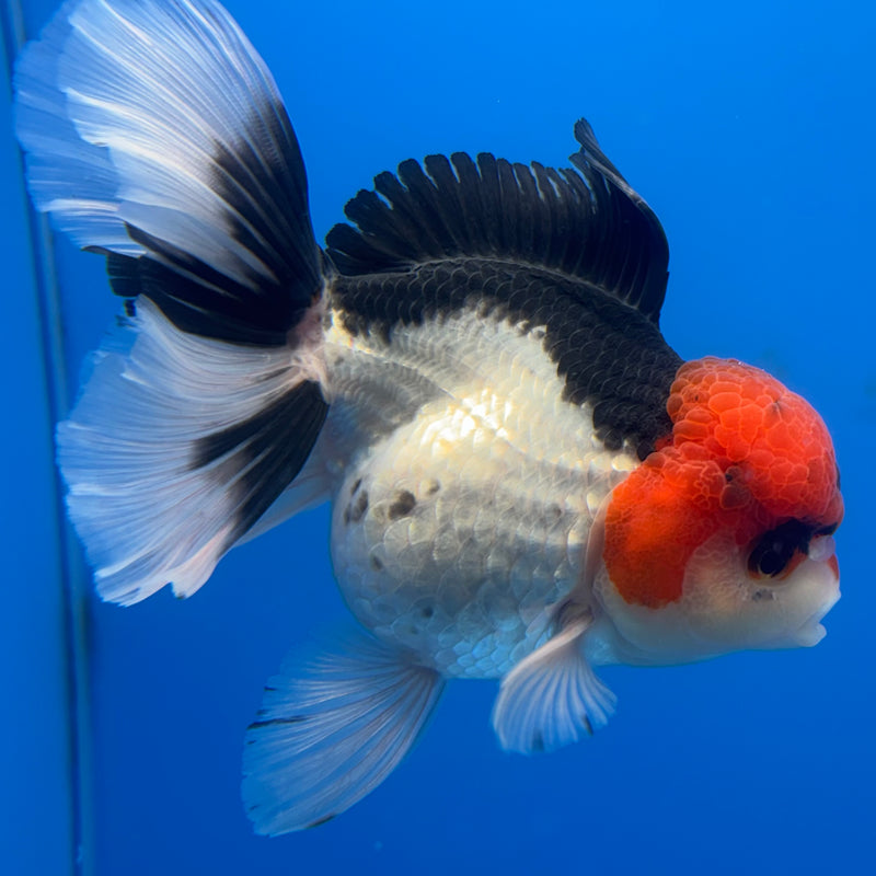 Thai Oranda Tri-Color 3.5” Body Female(CK-697)R1B07