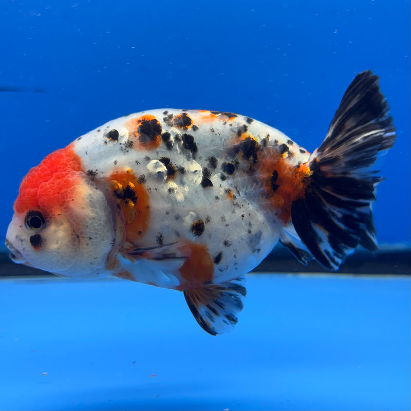 Thai Ranchu Tri-Color Calico 4” Body Male(CK-943)R2C03