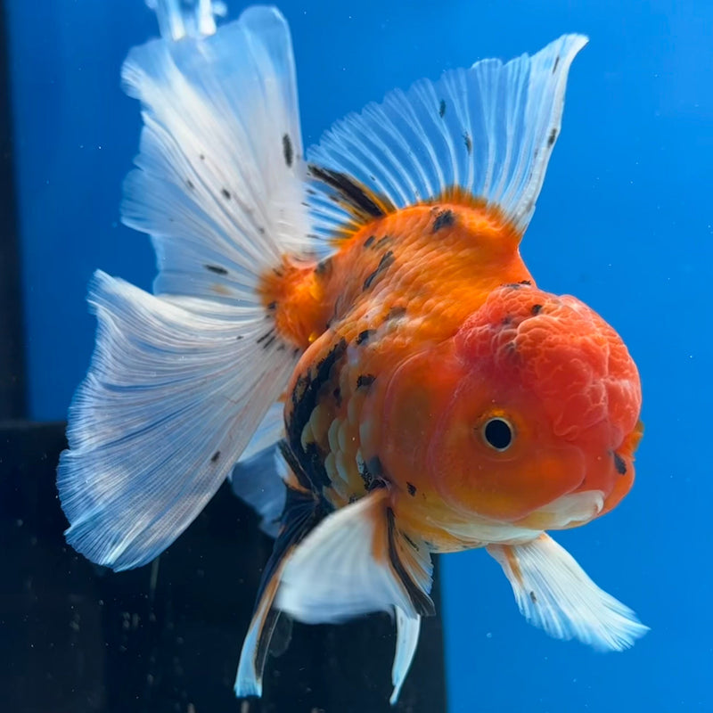 Thai Oranda Red Calico 3” Body Male(CK-617)R1B02
