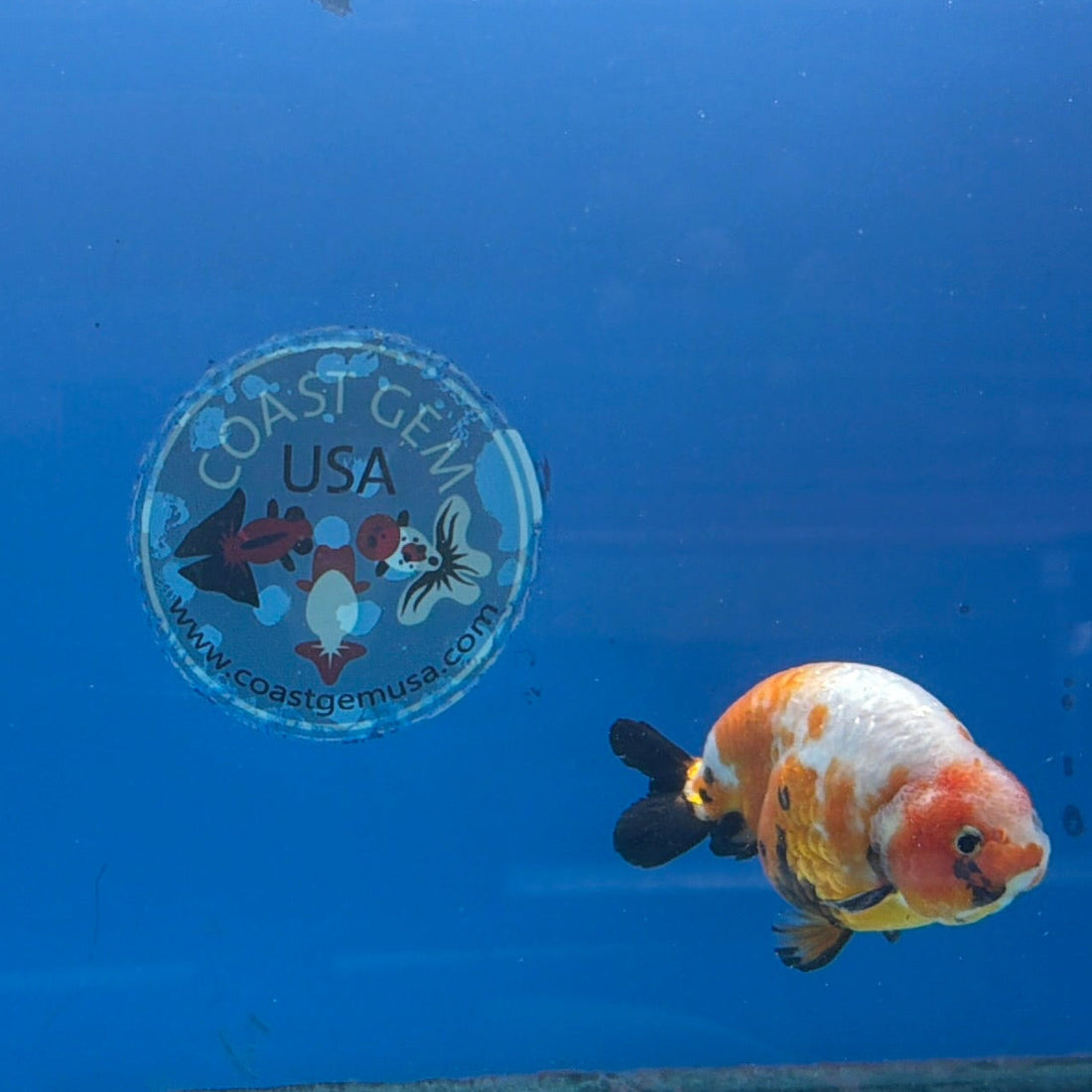 Chinese Ranchu Tri-Color Sakura 3.5in Male (FEB-308)BLUETUBC