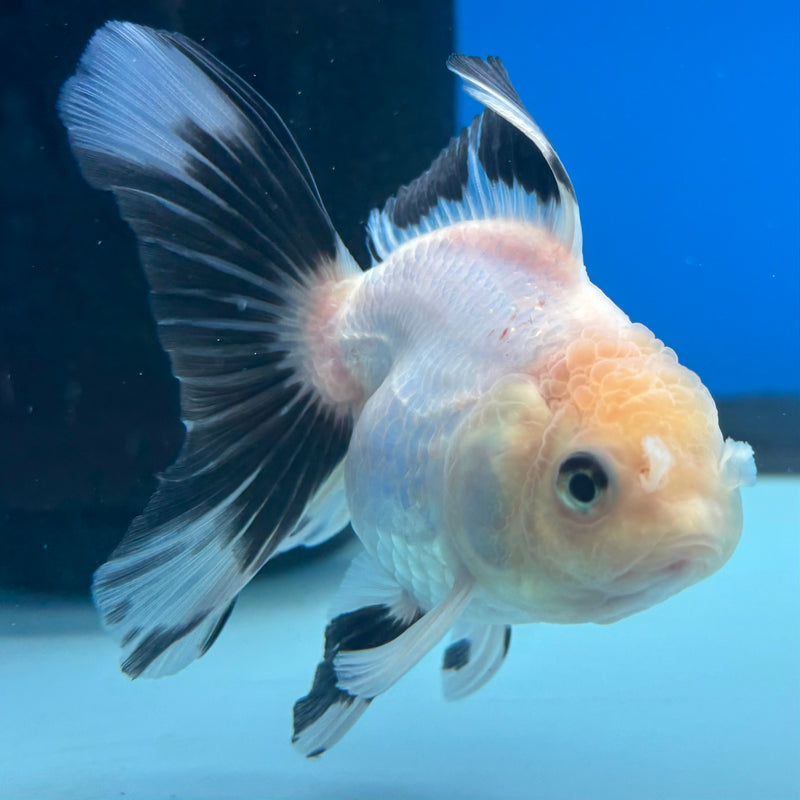 Thai Oranda NOK Panda 2.5” Body Male(NOK-CK-1179)R3B16