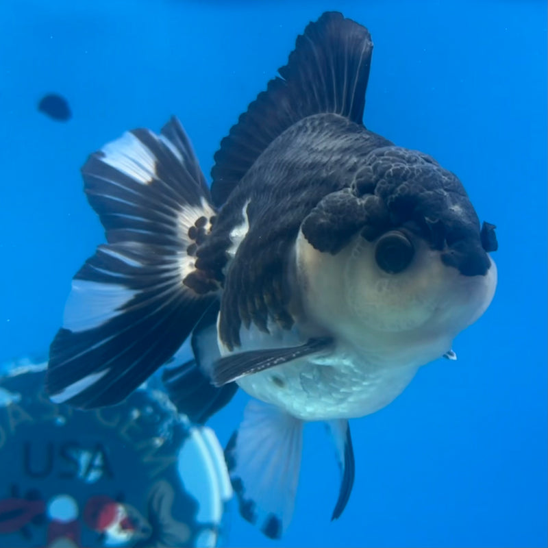Thai Oranda Panda 3” Body Male(CK-1428)R3B18