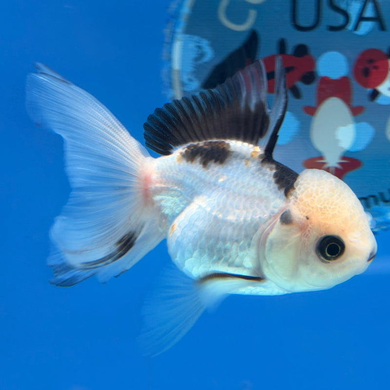 Thai Oranda Panda Lemonhead 2.5” Female (FEB-316)R3B08