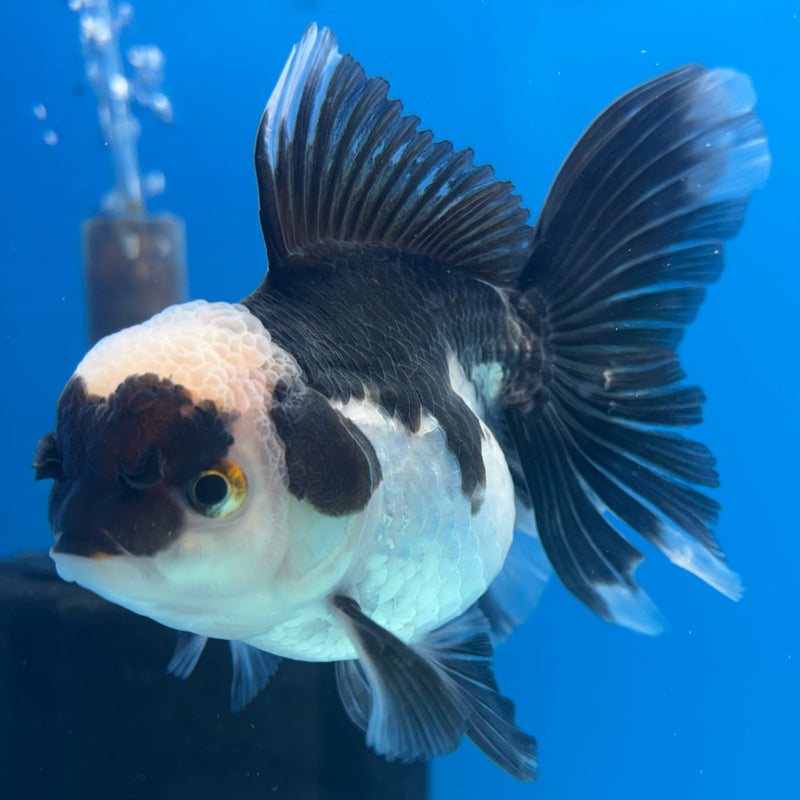 Thai Oranda Blushing Panda 3.5” Body Female(CK-920)R1BLUETUB4