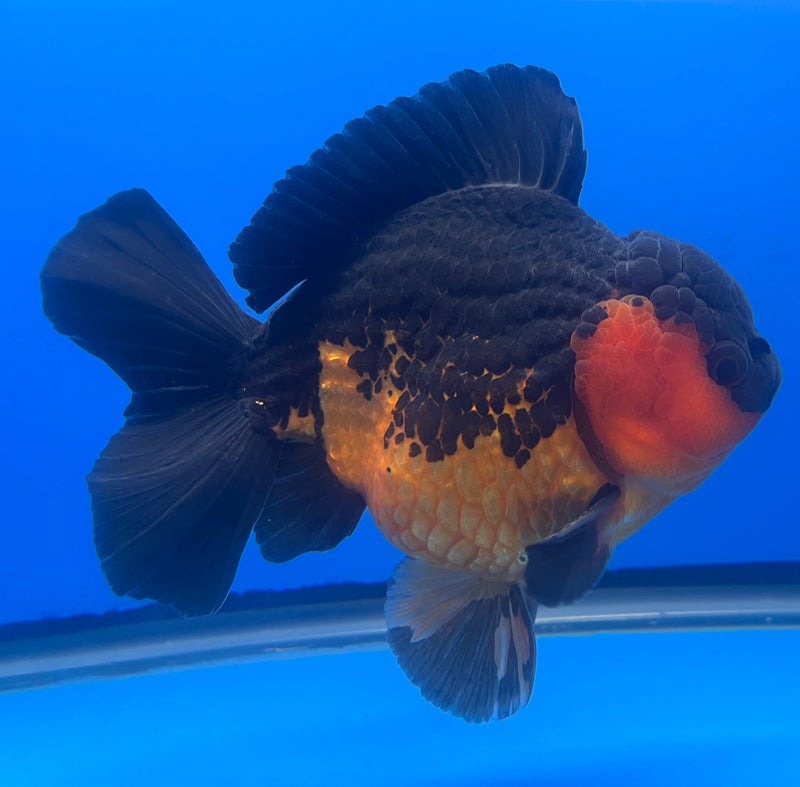 Thai Oranda JUMBO Apache 5” Body Male(NKT-CK-639)BLUETUB2