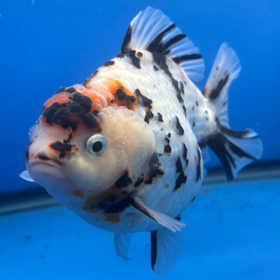 Thai Oranda Tri-Color Tiger 4" Female (NKT-CK-1565)BLUETUB-B
