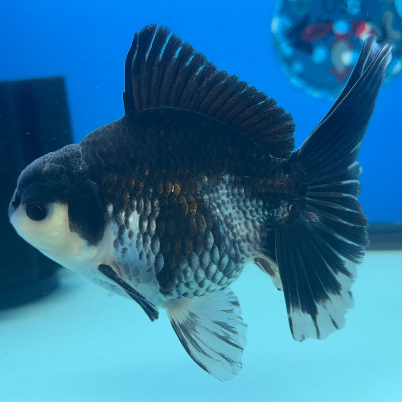 Thai Oranda Panda 3.5” Body Male(QGF-CK-1079)SHOWTANK