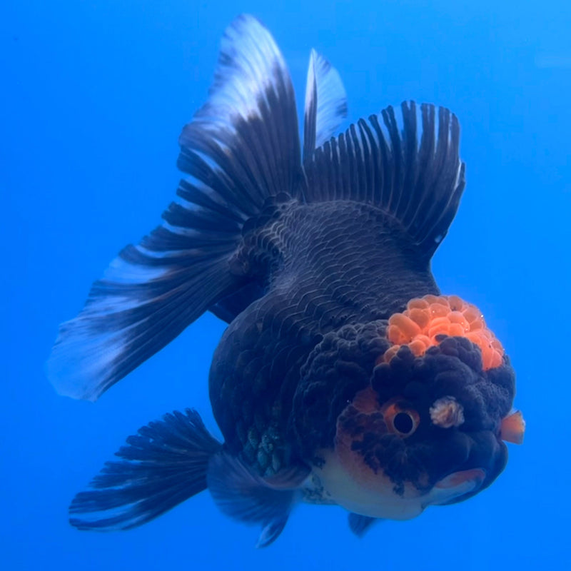 Thai Oranda Black Body Red Cap 3” Body Female(CK-657)R1A12