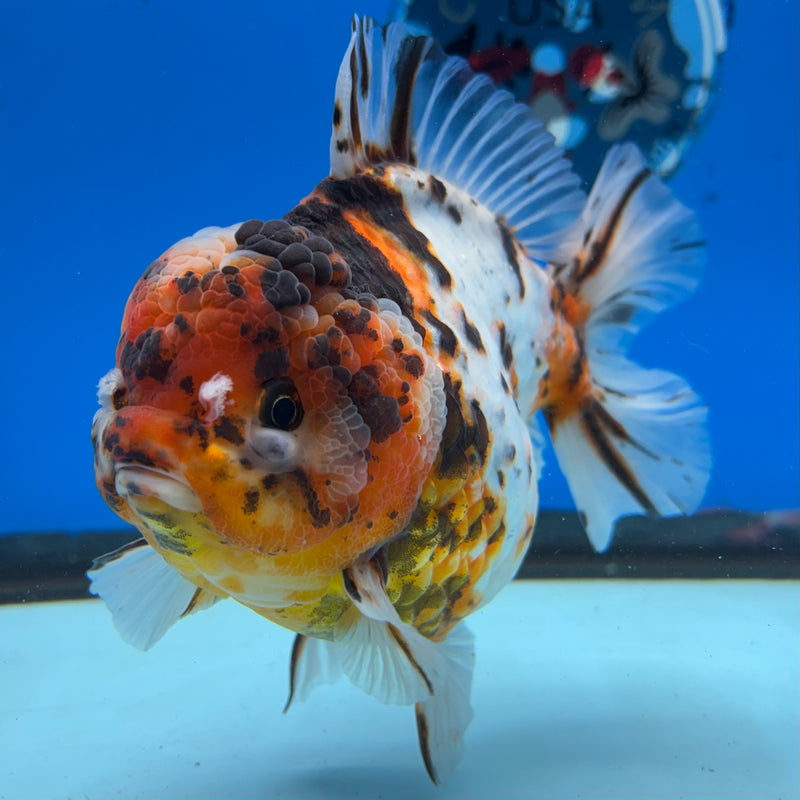 Thai Oranda Tri-Color Calico Tiger 4.5” Body Female(NKT-CK-1026)SHOWTANK2