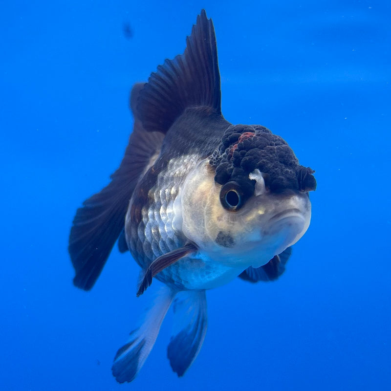 Thai Oranda Panda 2” Body Female(CK-1300)R3B16
