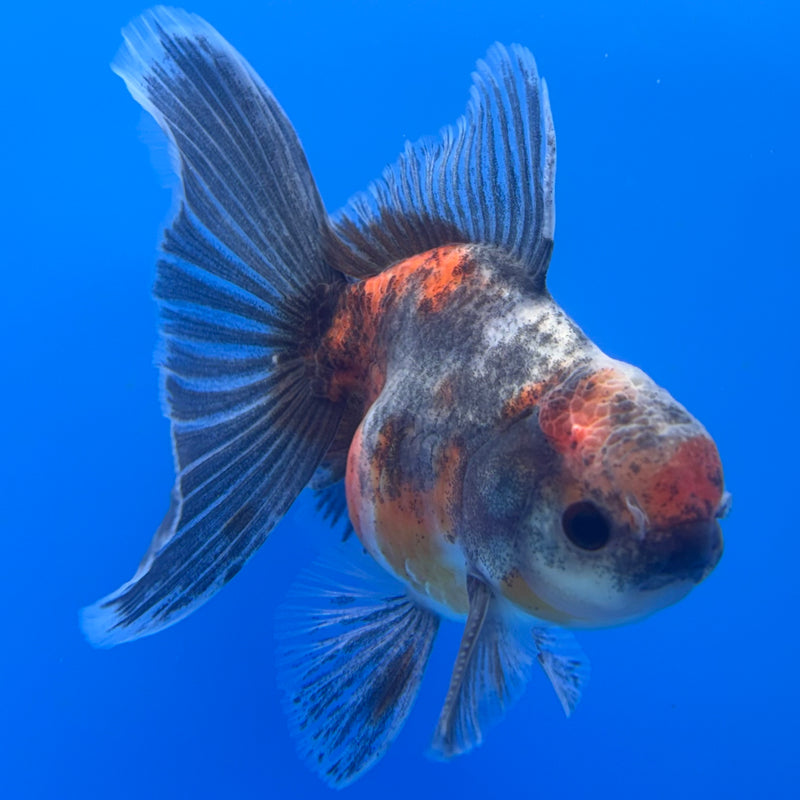 Thai Oranda SHOGUN 3” Body Male(CK-732)R1B01