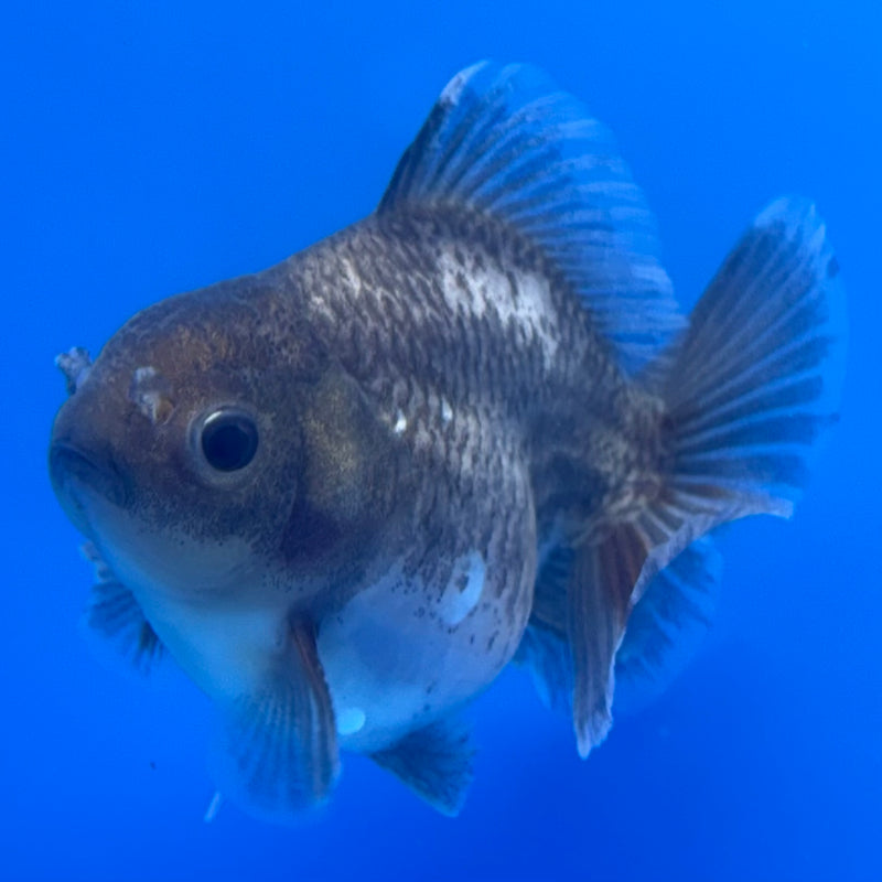 Thai Oranda SHOGUN 2.5” Body Male(CK-735)R1A09