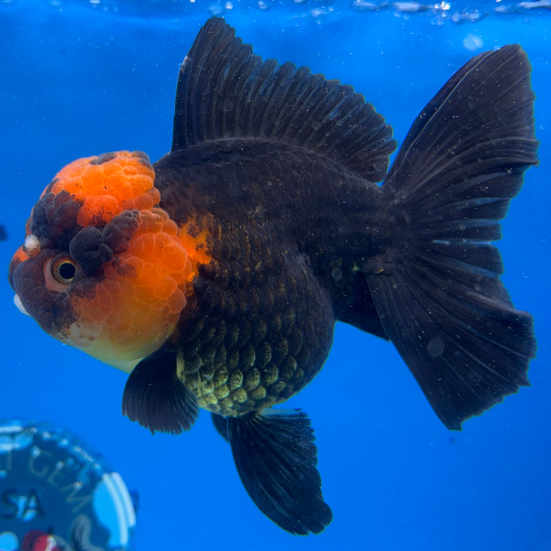 Thai Oranda Apache 3.5" Female(CK-1543)R2B06