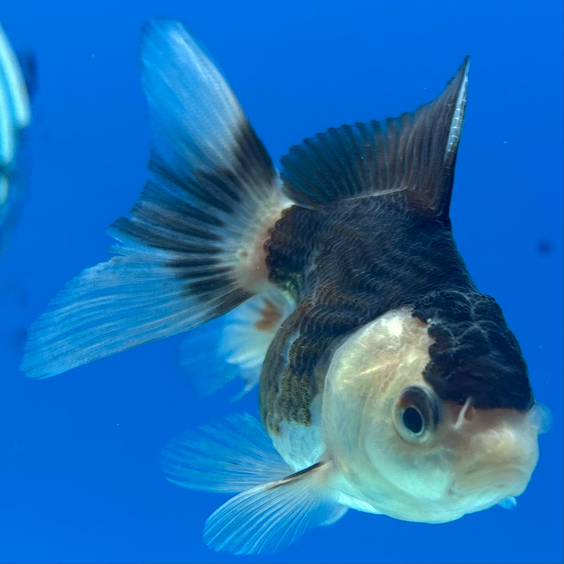Thai Oranda Panda 2” Body Female(CK-1012)R3B15