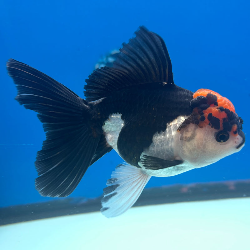 Thai Oranda Tri-Color 3.5” Body Female(CK-907)R1BLUETUB4