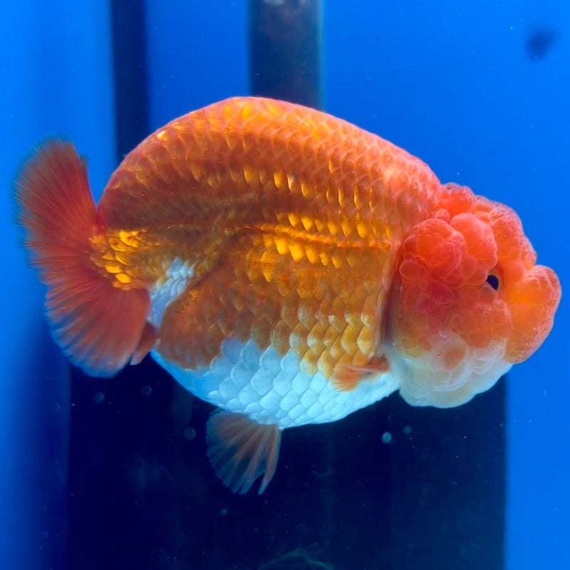 Thai Ranchu Red/White 3.5” Body Male(CK-1131)R1A07