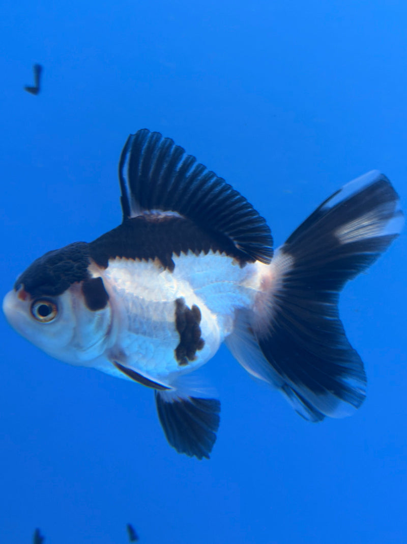 Thai Oranda Panda 2.5” Female (FEB-275)R3A09