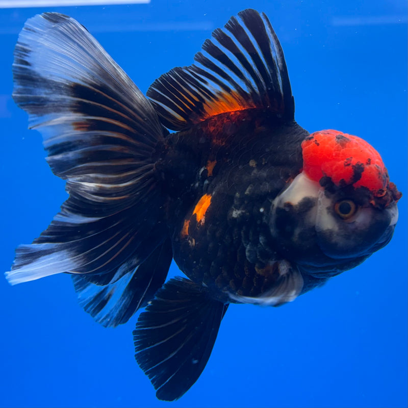 Thai Oranda JUMBO Tri-Color/Apache 4” Body Female(QGF-CK-1320)BLUETUB1