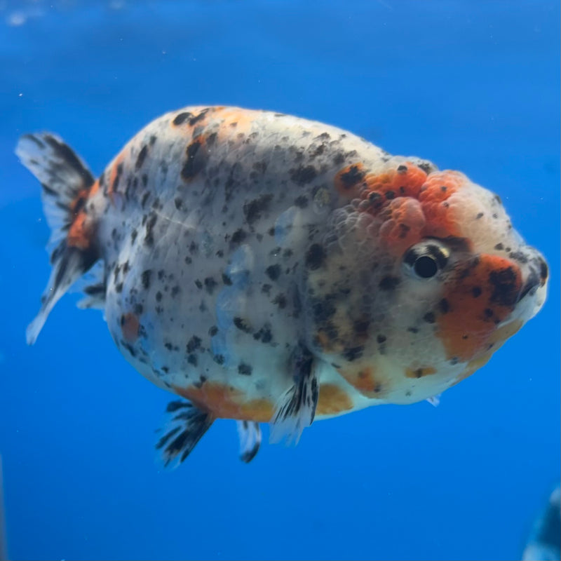 Thai Ranchu Tri-Color Calico 3.5” Body Female(CK-939)R2C03