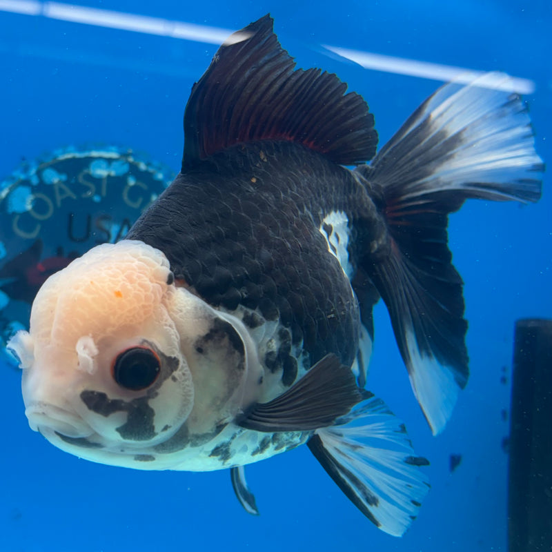 Thai Oranda Tri-Color 5” Body Female(CK-1487)R2B18