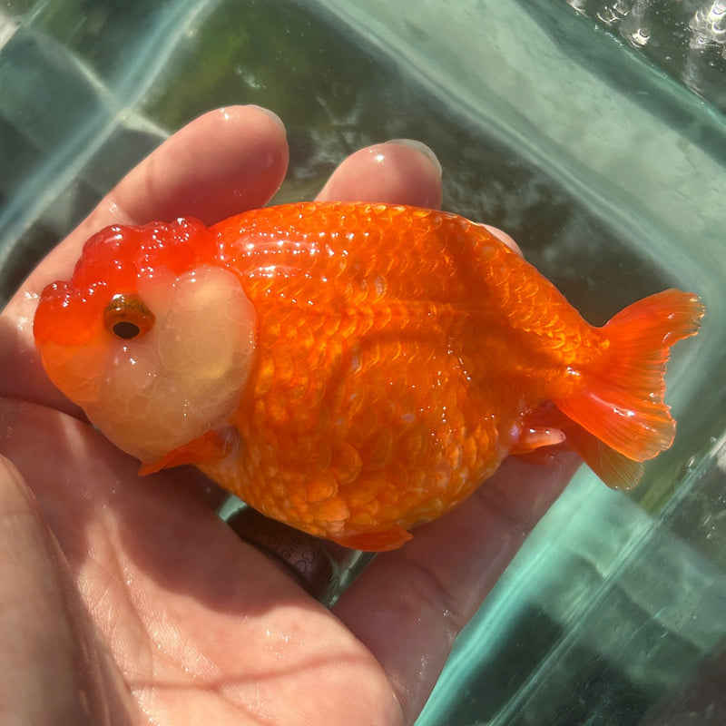 X A Grade Show Quality Thai Buffalo Ranchu 3.5” Body Shape Red/White Female (JC-120) GRAYTUB8