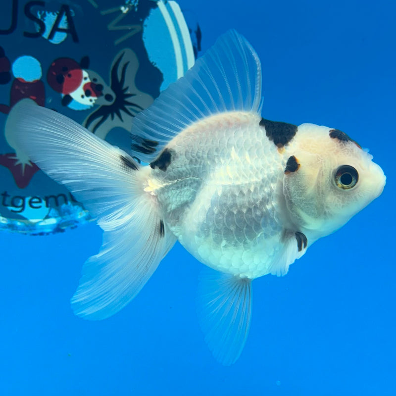 Thai Oranda Panda 2.5” Body Female(CK-1291)R3B01